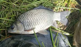 仲春時溫差對釣鯽魚的影響，白天晚上差別大