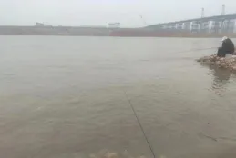 仲春野釣這種魚身價很高，一天收獲好幾百，請假去釣都不虧！