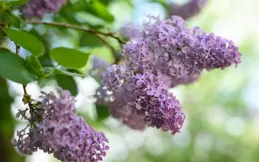 丁香的花語是純潔與高雅，還寓意著堅韌與希望