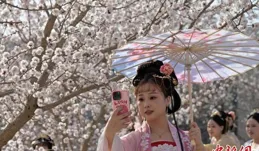 新疆塔裏木盆地邊緣萬畝杏花盛開 嬌艷芬芳「醉」遊人