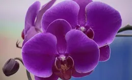 金牛座需要遠離的4個星座，一不小心容易付出巨大代價