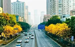 霸屏‖一路金黃，一路香，黃花風鈴開滿錦官城