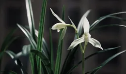 寒蘭種養之我見：築牢3個基礎，采用多種方式，生長旺盛開花多