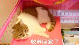 流浪貓會去尋找可以收養它的家庭嗎？