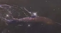 釣青魚的絕招和方法，只需掌握這6點，大青魚溜到你手軟！