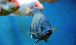 養魚小夥伴，亞甲基藍和高錳酸鉀到底怎麽用，一篇文章告訴你