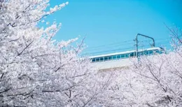 美得不像話！上海一餐廳被櫻花給的潑天富貴砸暈了：靠窗一座難求！食客紛紛打卡！