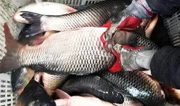 釣友警惕！遠離此類高炮坑，防範新型「賭博」，不然可能進局子