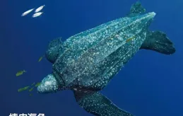 自然界的「解毒大師」中誰最強？