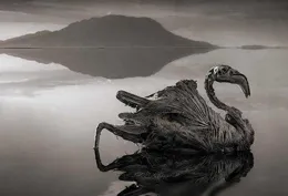 「冥河」納特龍湖：漂亮外表下藏著危險，動物一旦掉入瞬間成化石