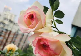 技多不壓身，學習不止步