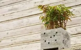 賞蘭觀草：蘭花盆面的微觀世界