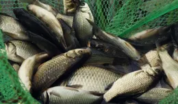 為什麽釣魚人空軍越來越多？跟資源無關，多半是這三個細節的問題