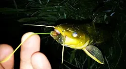 釣黃辣丁靠邊還是中間？黃辣丁喜歡在近岸，釣邊比釣中間好！