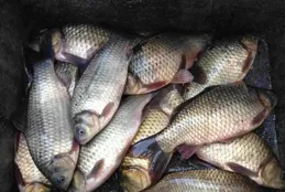 了解每天上魚最多的時段，避免在不上魚的時段浪費時間和精力