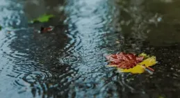 「清明三不出，到頭一場空」，清明節，「三不出」分別都是啥意思