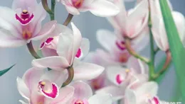 冬季室內避煤煙之道：蘭花最怕煤煙氣，一熏就會枯死！