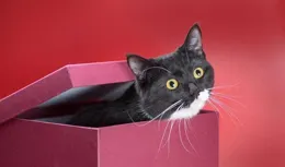 極限男人幫+跑男兄弟團新綜藝【盒子裏的貓】開播，黃磊監制