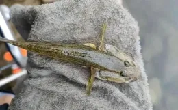 野釣「趴地虎」技巧，一種不用魚鉤就能釣到的魚，誰不信可以試試