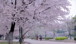 對個對聯？上聯：風過殘花半