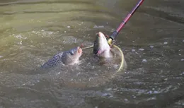 黑坑鯉魚在春季的4個習性，釣好黑坑鯉魚的關鍵