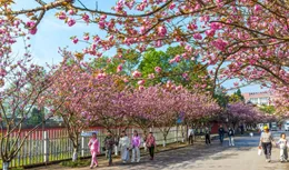 「櫻花漫遊季」助力「春日經濟」