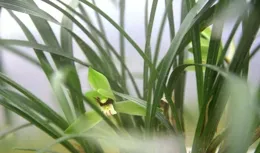 花苞出土不能曬太陽！蘭花養護秘技，究竟是謊言還是坑？