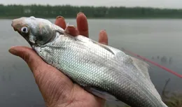 釣翹嘴的4個關鍵點，鄧剛一直這樣釣翹嘴