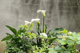 院子裏的花草，治愈了我所有的煩躁