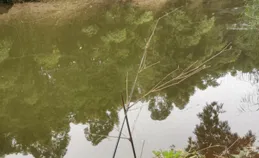 清明前後能用玉米守鯉魚了嗎？4個特點，弄懂了才能釣