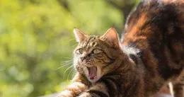 天天給貓吃蝦？有必要嗎？給貓吃蝦需要註意什麽？