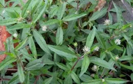 農村路邊三種常見野草，好處多多，你了解嗎？