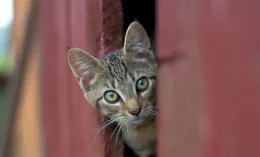 貓咪扒門縫偷看後吃醋，第一次從小貓咪的眼神中看到了背叛和憤怒