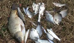 釣魚技巧：只見魚星冒不見魚咬鉤，大機率是這4個原因