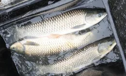 一篇文章讓你看懂釣翹嘴魚鯿魚草魚，行程很重要但不可盲目用飛鉛