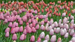 12星座4月專屬幸運日，解鎖無限可能！助你心想事成，夢想成真！