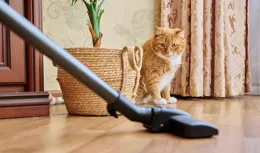 揭秘！這些飼養環境竟讓貓咪疲憊不堪！