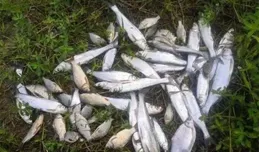 野釣白條3種強勢釣法，釣大魚靠運氣，拉小魚靠技術