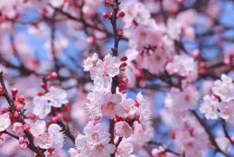 遙看天上月，邀請您來對下聯