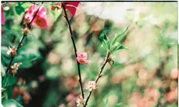 神仙師姐命理：2024年4月戊辰月運勢之乙木