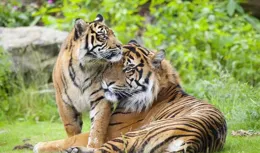 周易外傳讀後感之46：王夫之說履卦，老虎不咬人，是自己咬自己