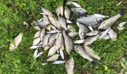 江河野釣鯽魚，找這些絕佳地形，不愁釣不到魚