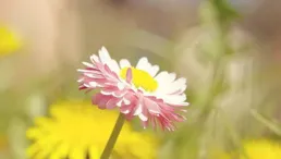 這4屬相的人走過黴運，迎接財運加持！