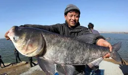 冬天的鰱鱅躲在什麽地方？冬天釣鰱鱅的要領