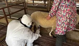 母羊做b超檢測如何確認懷孕