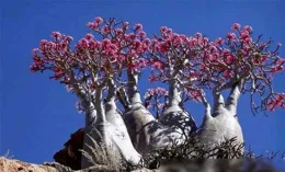 五種「吉利花」，天生窮苦命，控水「幹養 」多曬曬，反而愛開花