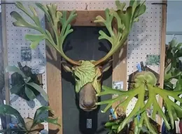 網紅綠植「鹿角蕨」，定期噴水就能活，陽台，衛生間都能養！