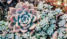 一種漂亮花，不怕暴曬不怕熱，花期超長花色很多，一年開200天！