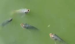專治春季釣魚小雜魚鬧窩！小雜魚之中，直取鯽魚、鯉魚首級！
