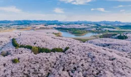 雲端賞櫻 貴安萬畝櫻花美如畫